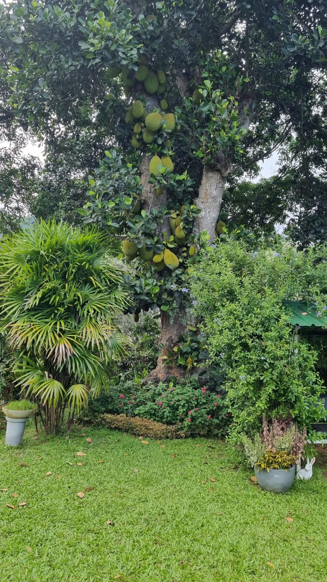 Sithara Estate Bungalow Ела Екстериор снимка